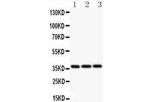 Anti-Bmi1 Picoband antibody,  All lanes: Anti BMI1  at 0. (BMI1 Antikörper  (Middle Region))