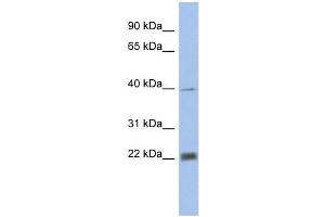 PSMA4 antibody used at 1 ug/ml to detect target protein. (PSMA4 Antikörper)