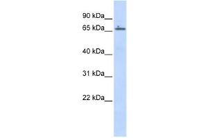 Western Blotting (WB) image for anti-Zinc Finger Protein 503 (ZNF503) antibody (ABIN2457887)