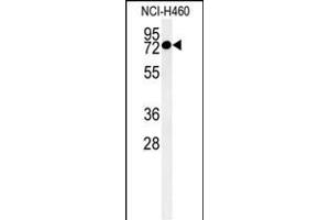 Western blot analysis of CCDC62 Antibody (C-term) (ABIN651350 and ABIN2840196) in NCI- cell line lysates (35 μg/lane). (CCDC62 Antikörper  (C-Term))