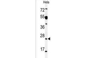 Western blot analysis of AKIR1 Antibody (C-term) (ABIN1536697 and ABIN2849321) in Hela cell line lysates (35 μg/lane). (Akirin 1 Antikörper  (C-Term))