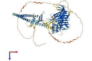 OSBP2 Protein (AA 1-908) (His tag)