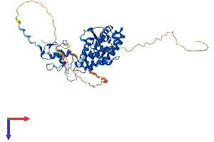 Retinoic Acid Receptor beta Protein (AA 1-455) (His tag)