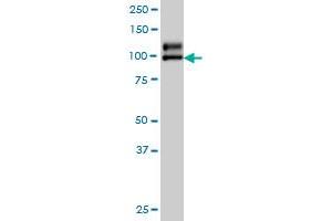 NDST1 monoclonal antibody (M01), clone 1G10 Western Blot analysis of NDST1 expression in A-549 . (NDST1 Antikörper  (AA 38-136))
