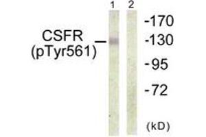 Western blot analysis of extracts from HepG2 cells, using CSFR (Phospho-Tyr561) Antibody. (CSF1R Antikörper  (pTyr561))