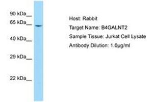 Image no. 1 for anti-beta-1,4-N-Acetyl-Galactosaminyl Transferase 2 (B4GALNT2) (AA 126-175) antibody (ABIN6750087)