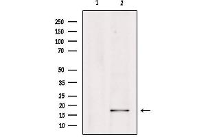 Western blot analysis of extracts from Hepg2, using PGE synthase Antibody. (Prostaglandin E Synthase Antikörper  (Internal Region))
