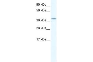 ISL2 antibody (20R-1151) used at 0. (ISL2 Antikörper  (C-Term))
