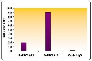 Chromatin IP: ChIP performed using HeLa Chromatin (1.