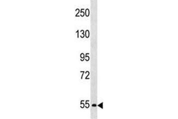 PCSK4 Antikörper  (AA 168-196)
