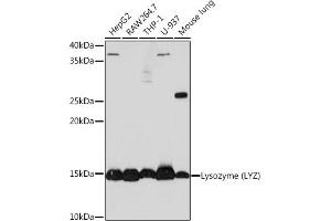 Western blot analysis of extracts of various cell lines, using Lysozyme (LYZ) (LYZ) Rabbit mAb (ABIN7268346) at 1:1000 dilution. (LYZ Antikörper)