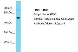 Western Blotting (WB) image for anti-PTK2 Protein tyrosine Kinase 2 (PTK2) (Middle Region) antibody (ABIN2791666)