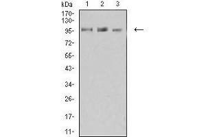 Western Blotting (WB) image for anti-Lysine (K)-Specific Demethylase 1A (KDM1A) (AA 55-263) antibody (ABIN5542574)