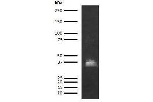 Western Blotting (WB) image for anti-Azurocidin 1 (AZU1) antibody (ABIN613481) (Azurocidin Antikörper)