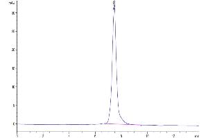 Size-exclusion chromatography-High Pressure Liquid Chromatography (SEC-HPLC) image for Lymphotoxin beta Receptor (TNFR Superfamily, Member 3) (LTBR) (AA 31-223) protein (Fc Tag) (ABIN7275219)
