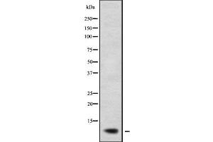 Western blot analysis of RPL38 using COS7 whole cell lysates (RPL38 Antikörper)