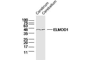 Lane 1: mouse cerebrum lysate, Lane 2: mouse cerebellum lysate probed with ELMOD1 Polyclonal Antibody, Unconjugated  at 1:300 overnight at 4˚C. (ELMOD1 Antikörper  (AA 21-120))