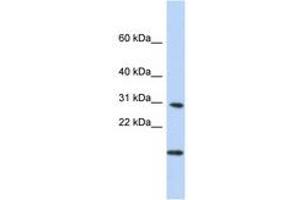 Image no. 1 for anti-Polymerase (RNA) II (DNA Directed) Polypeptide K, 7.0kDa (POLR2K) (N-Term) antibody (ABIN6741037) (POLR2K Antikörper  (N-Term))