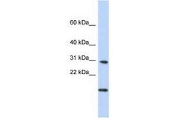 POLR2K Antikörper  (N-Term)
