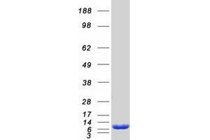 Validation with Western Blot (S100P Protein (Myc-DYKDDDDK Tag))