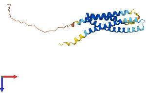 MS4A3 Protein (AA 1-214) (His tag)