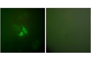 Immunofluorescence (IF) image for anti-Prostaglandin-Endoperoxide Synthase 2 (Prostaglandin G/H Synthase and Cyclooxygenase) (PTGS2) (AA 555-604) antibody (ABIN2889179) (PTGS2 Antikörper  (AA 555-604))