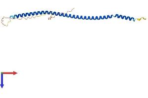 MCEMP1 Protein (AA 1-183) (His tag)