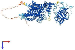 POMT2 Protein (AA 1-750) (His tag)