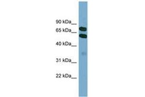 Image no. 1 for anti-Kelch-Like 9 (KLHL9) (AA 395-444) antibody (ABIN6744161) (KLHL9 Antikörper  (AA 395-444))