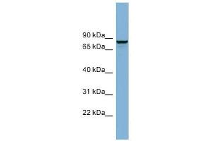 GGA3 antibody used at 0. (GGA3 Antikörper  (N-Term))