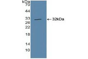 Figure. (Cullin 1 Antikörper  (AA 1-250))
