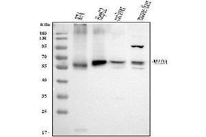 Western blot analysis of MAOA using anti-MAOA antibody (ABIN3043872).