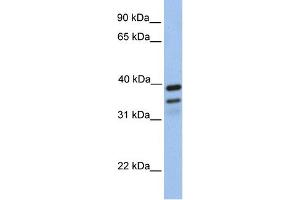 WB Suggested Anti-FKBP8 Antibody Titration: 0.