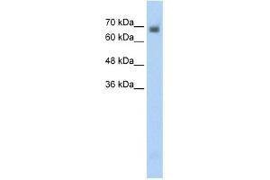 CRMP1 antibody used at 0. (CRMP1 Antikörper  (N-Term))