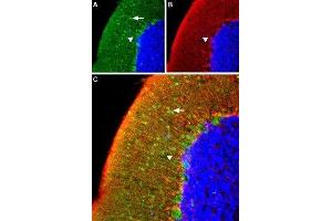 Expression of α1A-Adrenergic receptor in rat cerebellum - Immunohistochemical staining of rat cerebellum using Anti-α1A-Adrenergic Receptor (extracellular) Antibody (ABIN7042908, ABIN7043908 and ABIN7043909), (1:100). (alpha 1 Adrenergic Receptor Antikörper  (2nd Extracellular Loop, Cys176))