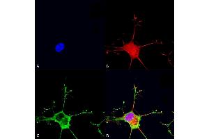 Immunocytochemistry/Immunofluorescence analysis using Mouse Anti-Dicer Monoclonal Antibody, Clone S167-7 (ABIN1686625). (DICER1 Antikörper  (AA 1638-1899))