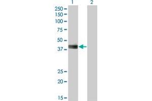 Western Blot analysis of HLF expression in transfected 293T cell line by HLF monoclonal antibody (M05), clone 2C9. (HLF Antikörper  (AA 1-295))