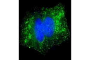 Immunofluorescent analysis of 4 % paraformaldehyde-fixed, 0. (Glutathione Peroxidase 7 Antikörper  (AA 73-107))