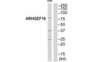 Western blot analysis of extracts from A549 cells, using ARHGEF16 antibody. (ARHGEF16 Antikörper)