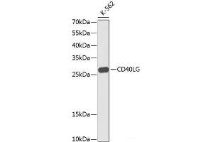 Western blot analysis of extracts of K561 cells using CD40L Polyclonal Antibody at dilution of 1:1000. (CD40 Ligand Antikörper)