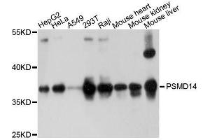 Western blot analysis of extracts of various cell lines, using PSMD14 antibody. (PSMD14 Antikörper  (AA 160-300))