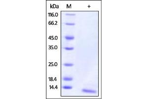 Human IL-15, Tag Free on  under reducing (R) condition. (IL-15 Protein (AA 49-162))