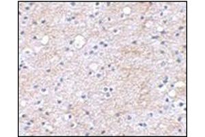 Immunohistochemical staining of human brain tissue using AP30496PU-N at 2.