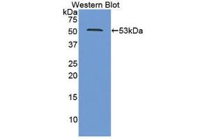 Western Blotting (WB) image for anti-Proteasome (Prosome, Macropain) 26S Subunit, ATPase, 2 (PSMC2) (AA 1-433) antibody (ABIN1860335) (PSMC2 Antikörper  (AA 1-433))