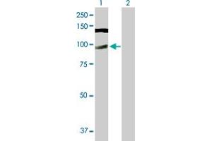 Western Blot analysis of CWC22 expression in transfected 293T cell line by CWC22 MaxPab polyclonal antibody. (CWC22 Antikörper  (AA 1-908))