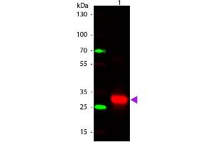 Western Blot of Rabbit anti-Human IgG F(c) Secondary Antibody. (Kaninchen anti-Human IgG (Fc Region) Antikörper)