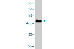 Western Blot detection against Immunogen (48. (Mre11 Antikörper  (AA 1-206))