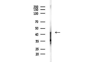 Western blot analysis of lysates from MDA-MB-231 cells(heat-shock,45 min treatment), using Cytokeratin 19 Antibody at 1/1000 dilution.