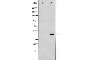 Western blot analysis of DARPP-32 phosphorylation expression in PMA treated NIH-3T3 whole cell lysates,The lane on the left is treated with the antigen-specific peptide. (DARPP32 Antikörper  (pThr34))
