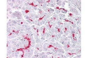 Anti-TRPM5 antibody IHC of human pancreas. (TRPM5 Antikörper  (AA 205-254))